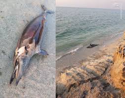 کشف لاشه ۲ قطعه دلفین در سواحل دیلم